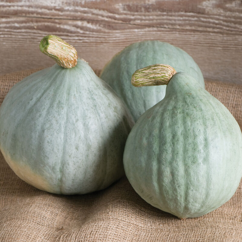 Blue Ballet - Semilla Orgánica de Calabaza Hubbard