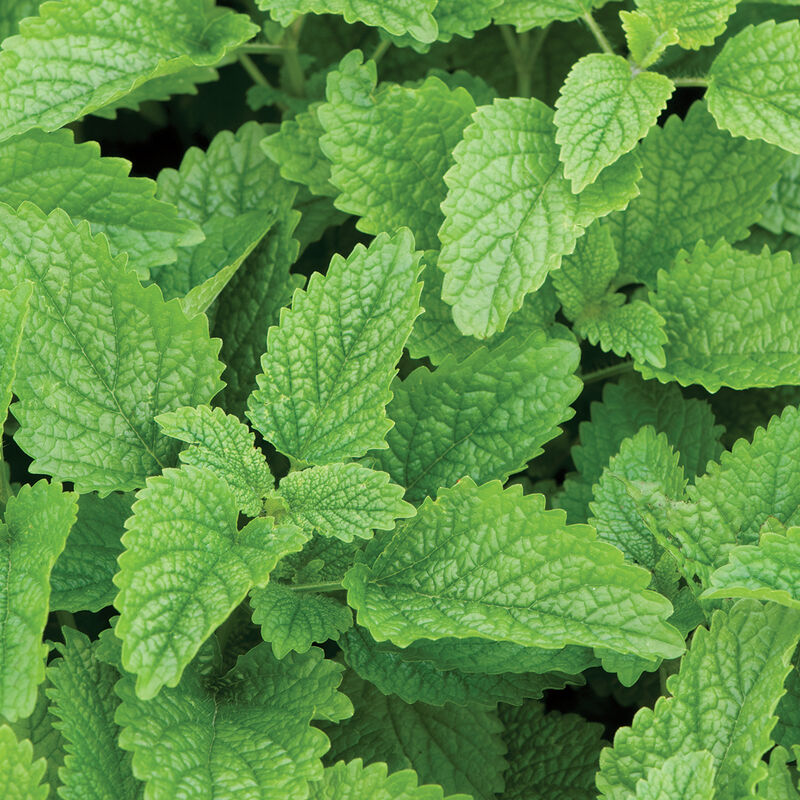 Lemon Balm - Semillas Orgánicas de Hoja de Limón