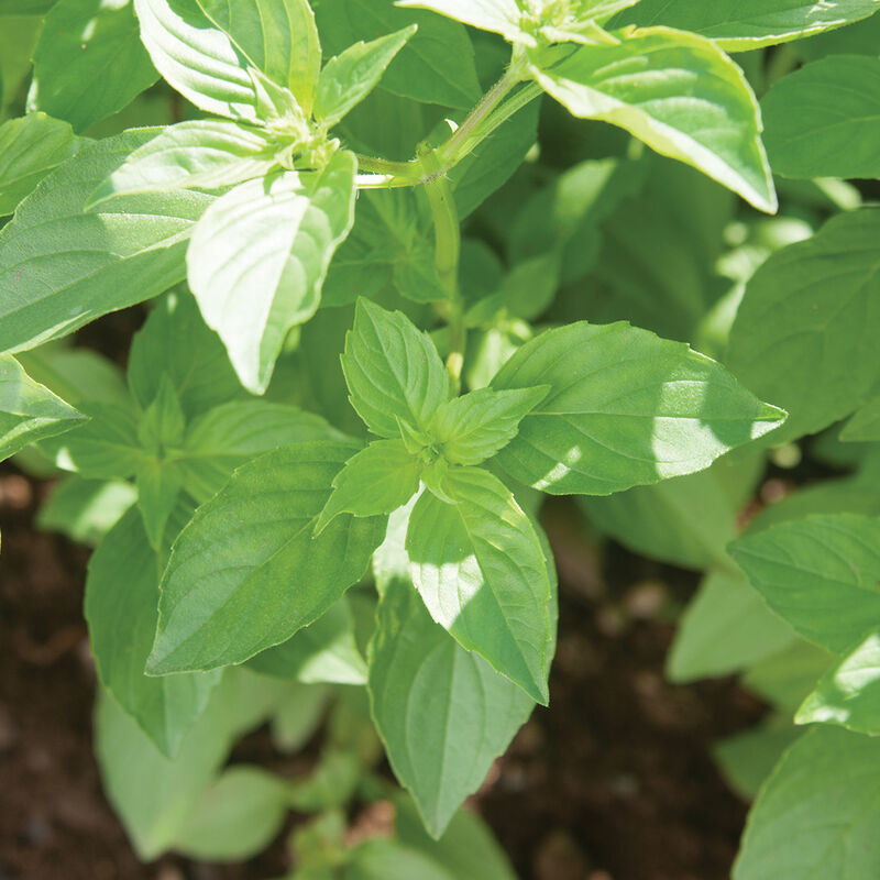 Mrs. Burns' Lemon - Semilla de Albahaca