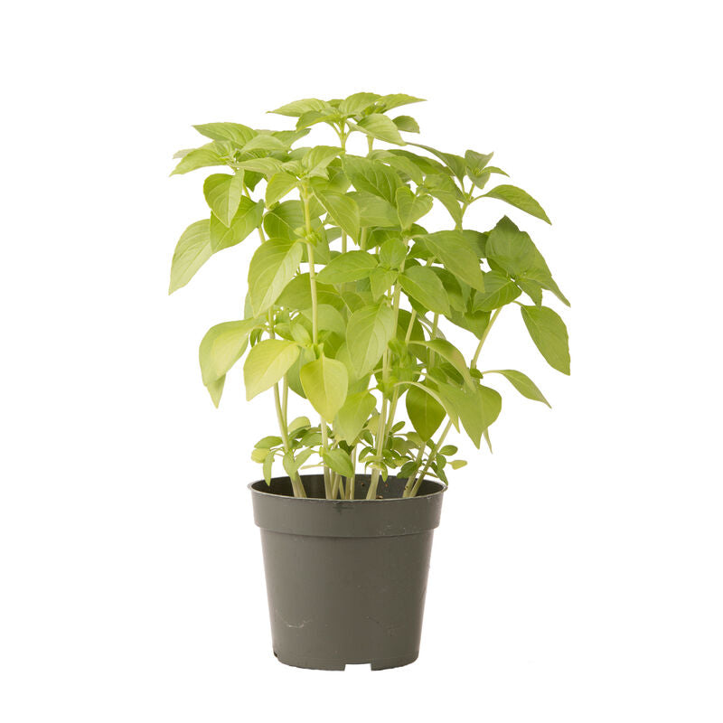 Mrs. Burns' Lemon - Semilla de Albahaca