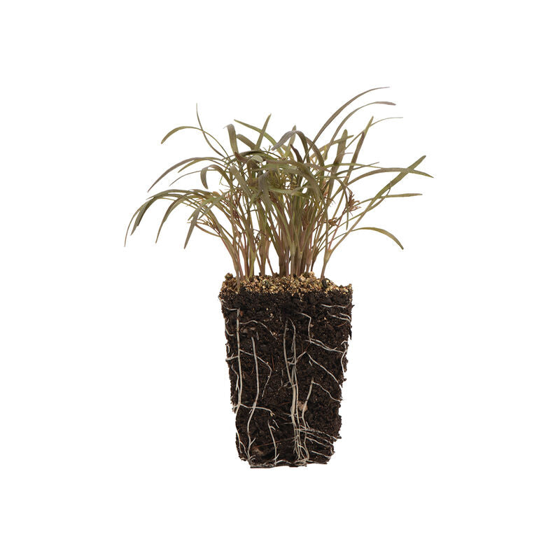 Fennel Bronze - Semillas Orgánicas para Germinados de Hinojo