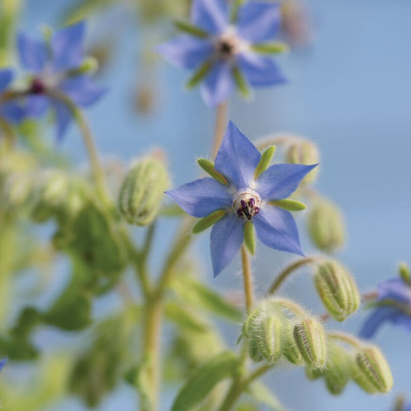 Borage - Semilla de Flor Borraja Comestible Organica