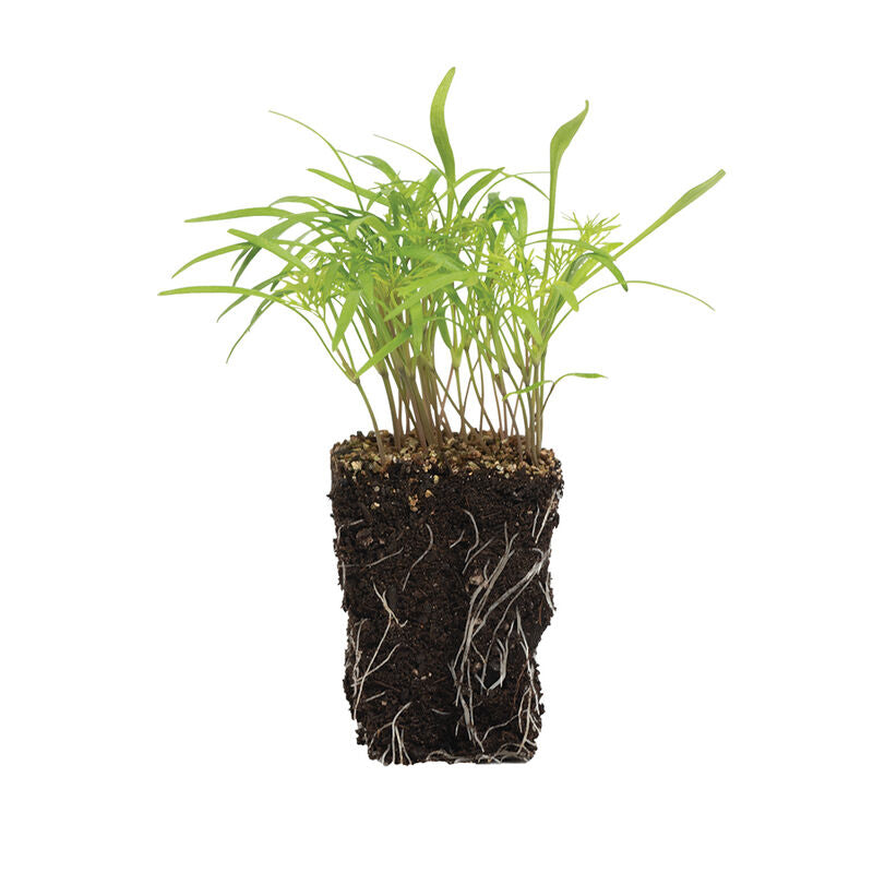 Dill - Semillas Orgánicas para Germinados de Eneldo