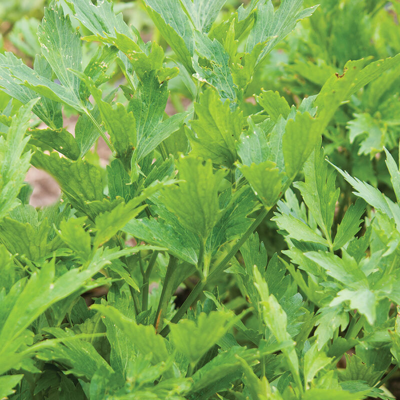 Lovage - Semillas Orgánicas de Hierba de Apio de Monte