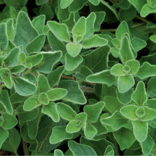 Greek Oregano - Semillas Orgánicas de Orégano