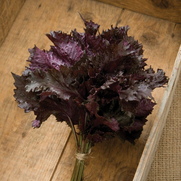 Red Shiso - Semillas de Hierbas Comestibles