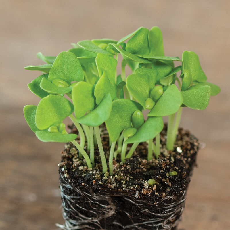 Basil Italian Large Leaf - Semillas Orgánicas Germinados Albahaca