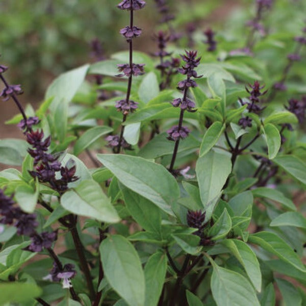 Sweet Thai - Semilla Orgánica de Albahaca
