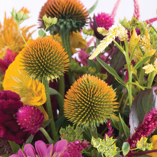Semillas De Equinácea Mellow Yellows - Fáciles De Cultivar, 20 Unidades - Aamish