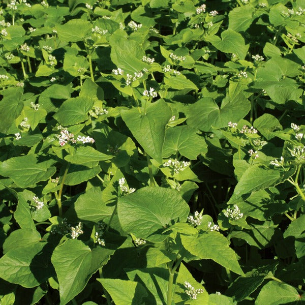 Buckwheat (Common) - Semilla Orgánica de Alforfón para Abono Verde