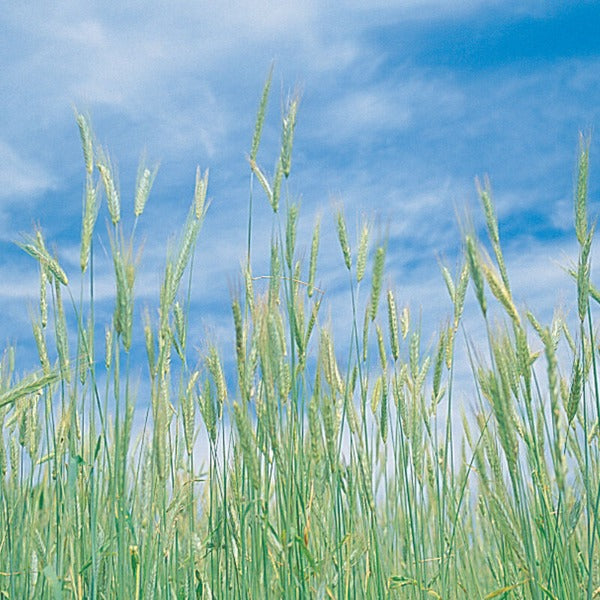 Winter Rye (Common) - Semilla Orgánica de Centeno para Cultivo