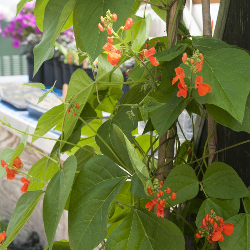 Scarlet Runner Bean - Semillas de Frijol Corredor Escarlata