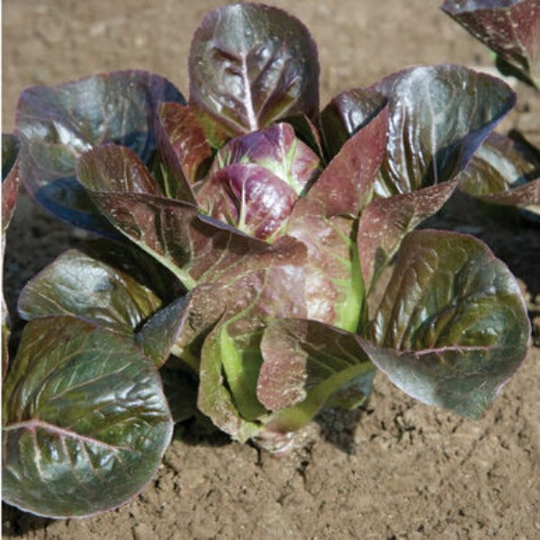 Breen - Semillas Orgánicas de Lechuga Romana Roja Peletizada
