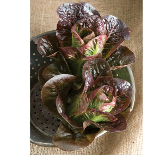 Breen - Semillas de Lechuga Romana Roja Orgánica