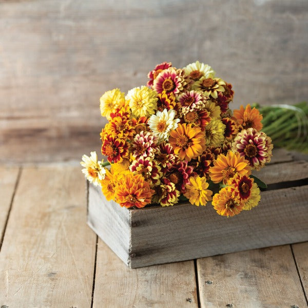 Persian Carpet - Semilla Orgánica de Flor Zinnia