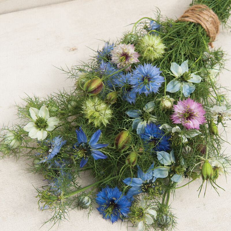 Love-In-A-Mist - Semilla de Orgánica de Flor Nigella