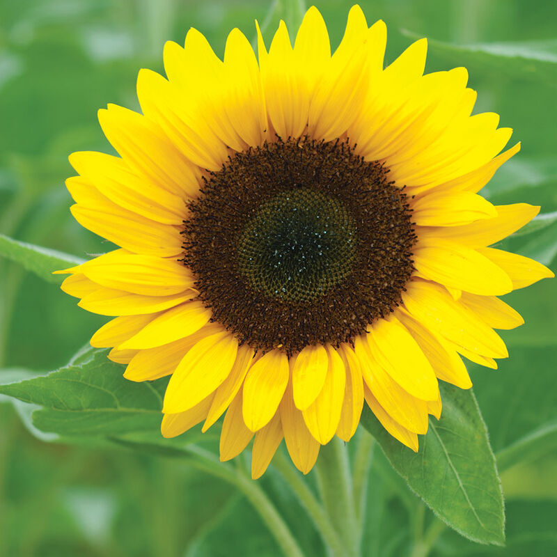 Zohar - Semilla Orgánica (F1) de Girasol
