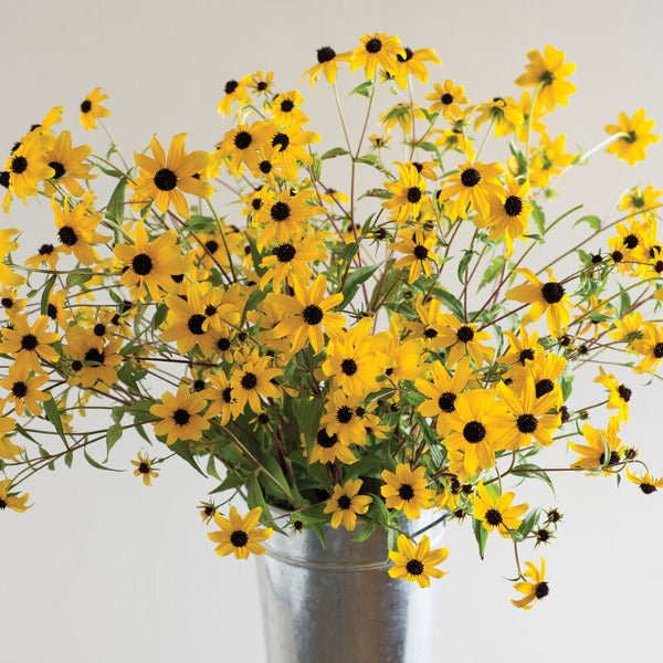 Rudbeckia Triloba - Semilla Orgánica de Flor Silvestre