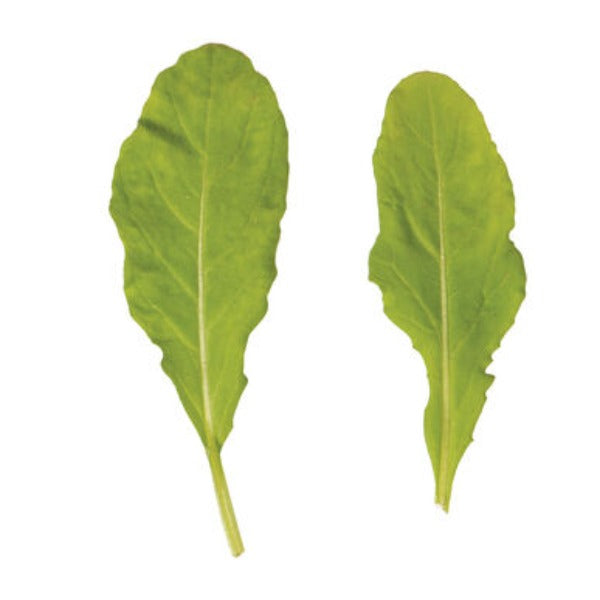 Astro - Semillas Orgánicas de Arugula de Hoja Verde