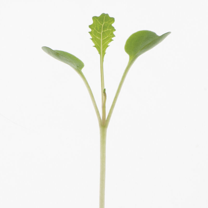 Kale Toscano - Semillas Orgánicas para Germinados de Col Rizada