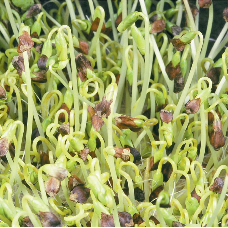 Buckwheat - Semillas Orgánicas para Brotes de Alforfón