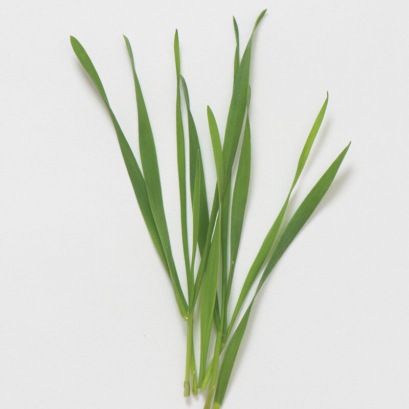 Hard Red Winter Wheat - Semilla Organica de Germen de Trigo Rojo