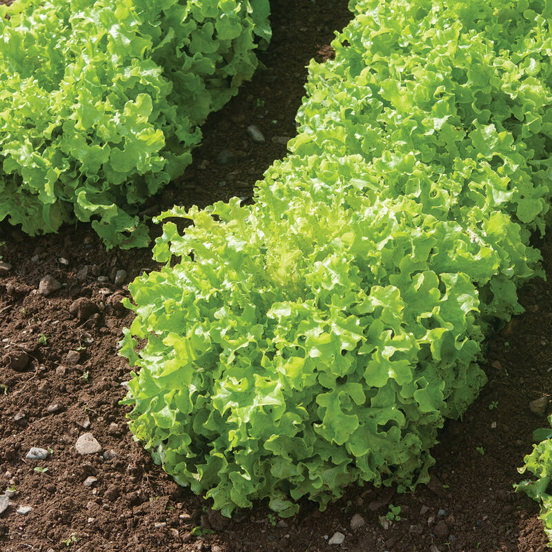 Green Saladbowl - Semillas Orgánicas de Lechuga de Roble