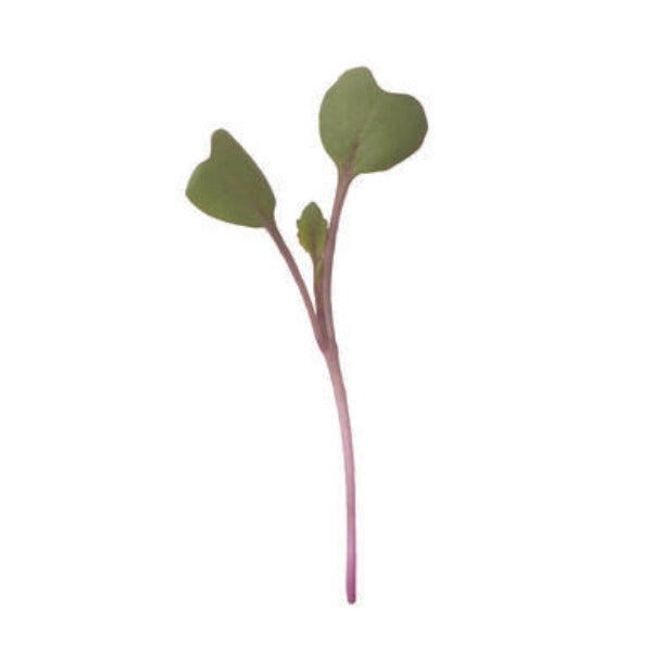 Kohlrabi Purple - Semillas Orgánicas para Germinados de Colinabo