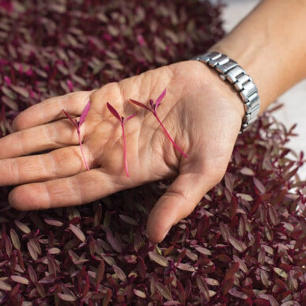 Amaranth Garnet Red - Semilla Orgánica para Germinados de Amaranto 