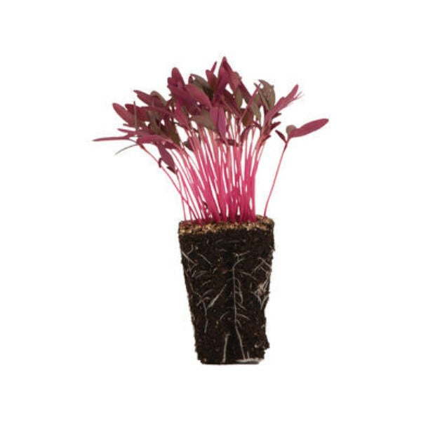 Amaranth Garnet Red - Semilla Orgánica para Germinados de Amaranto 