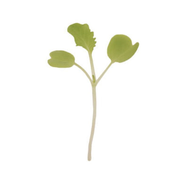 Chinese Cabbage Tokyo Bekana - Semilla Orgánica Germinado Repollo