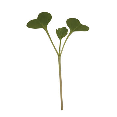 Broccoli - Semilla Orgánica para Germinados de Broccoli