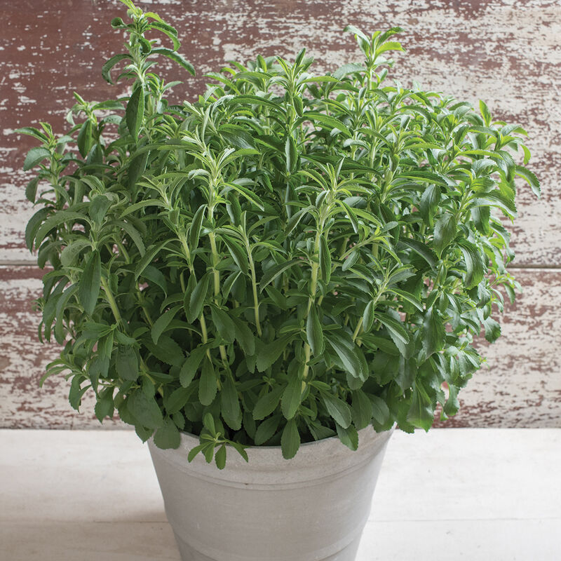 Stevia - Semilla Orgánica de Hoja de Stevia