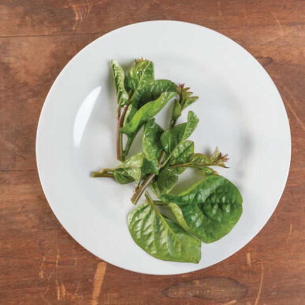 Red Malabar - Semillas de Hoja Verde de Espinaca