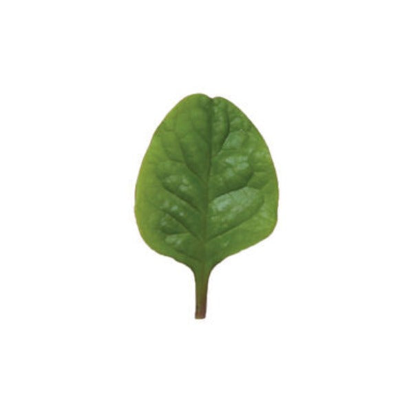 Red Malabar - Semillas de Hoja Verde de Espinaca