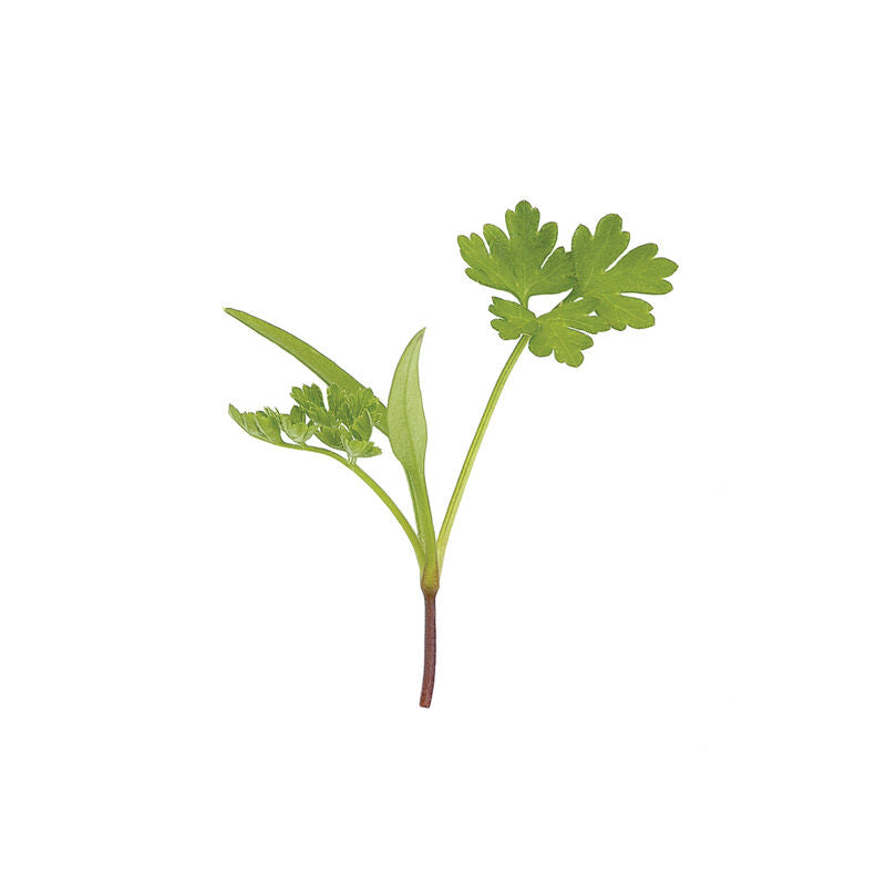 Chervil - Semillas para Germinados de Perifollo