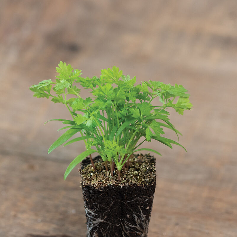 Chervil - Semillas para Germinados de Perifollo