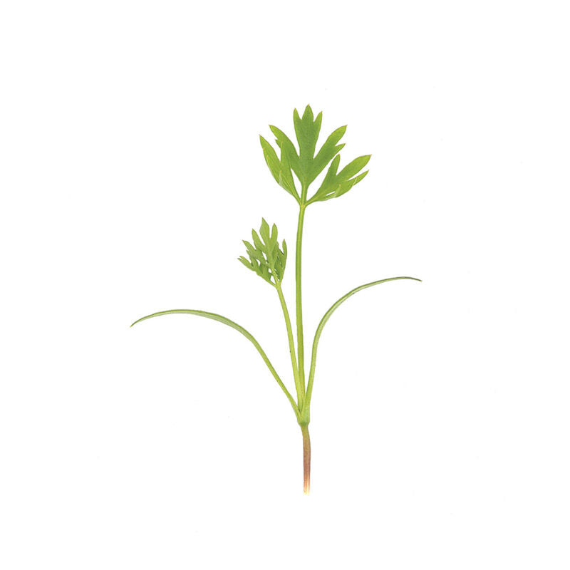 Carrot - Semilla Orgánica de Germinados de Zanahoria