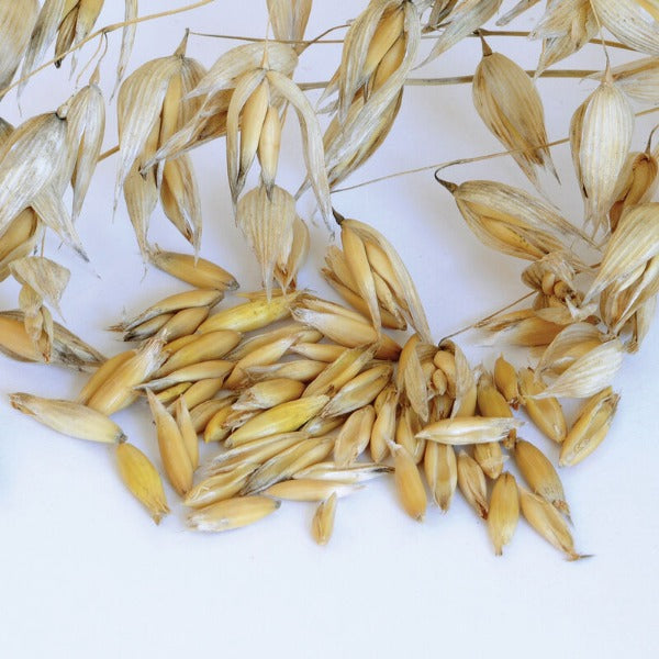 Oats (Common) - Semilla de Avena Orgánica para Cubierta Vegetal