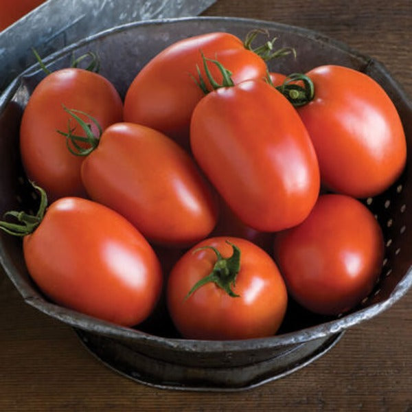 Plum Regal - Semillas F1 de Tomate Pera Orgánico