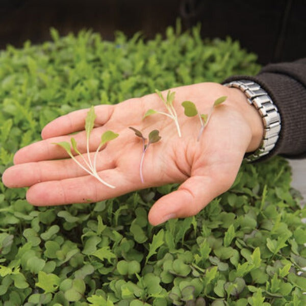 Mild Micro Mix - Semilla Orgánica para Germinados de Brasicáceas