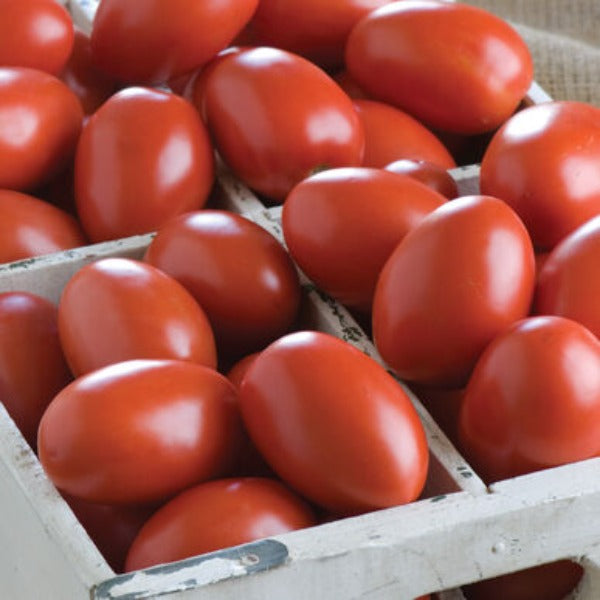 Granadero - (F1) Semilla de Tomate Orgánico