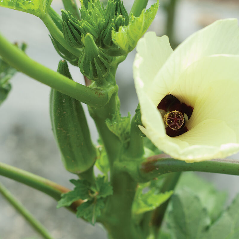 Clemson Spineless - Semilla de Flor Okra Comestible Organica