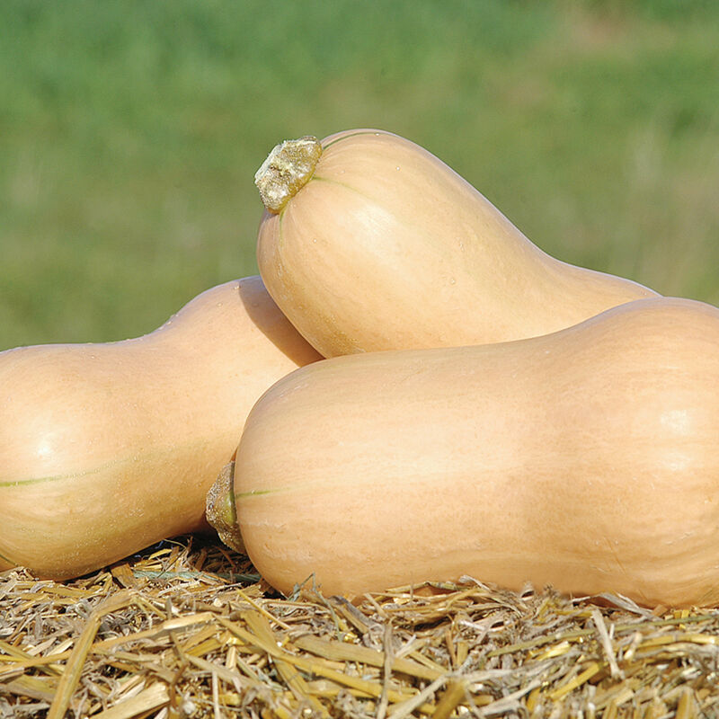JWS 6823 PMR - Semillas Orgánicas F1 de Calabaza Butternut