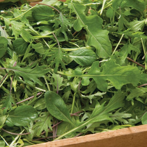 Ovation Greens Mix - Semillas Orgánicas de Mezcla de Hoja Verde