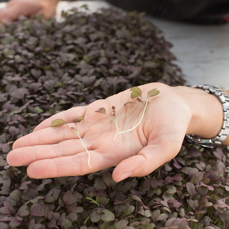 Mustard Ruby Streaks - Semillas Orgánicas para Germinados de Mostaza