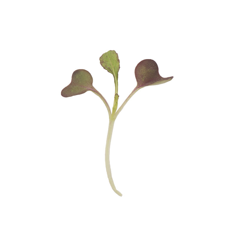 Mustard Garnet Giant - Semillas Orgánicas para Germinados de Mostaza