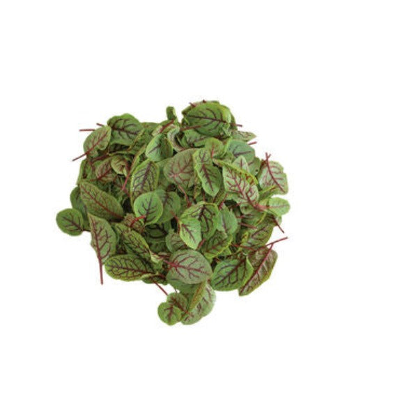 Red Veined Sorrel - Semilla Orgánica de Acedera Hoja Verde