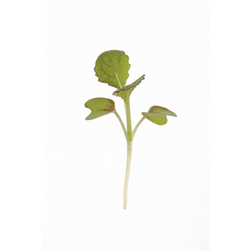 Mustard Red Giant - Semillas Orgánicas para Germinados de Mostaza