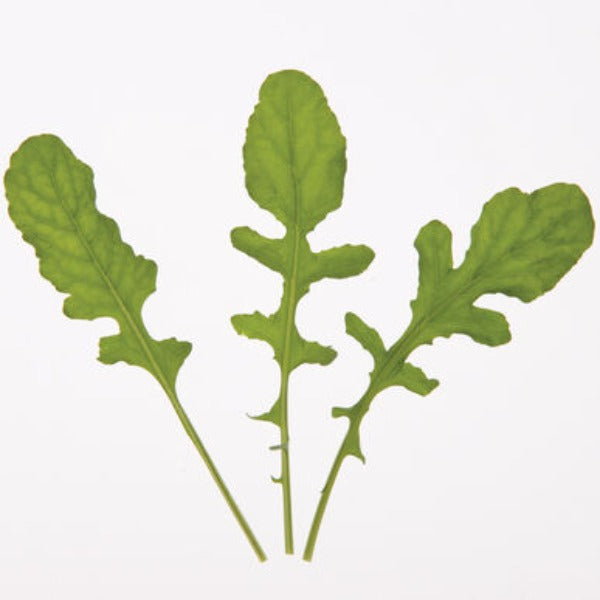 Arugula (Standard) - Semillas de Arugula Orgánica de Hoja Verde